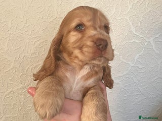 Cocker Spaniel dogs * 1 GIRL LEFT *KC registered show cocker spaniels - Advert 9