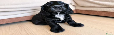 Cocker Spaniel 2