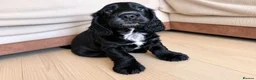 Cocker Spaniel dogs for sale: KC Registered Cocker Spaniel – 2 Puppies Remaining - Advert 7