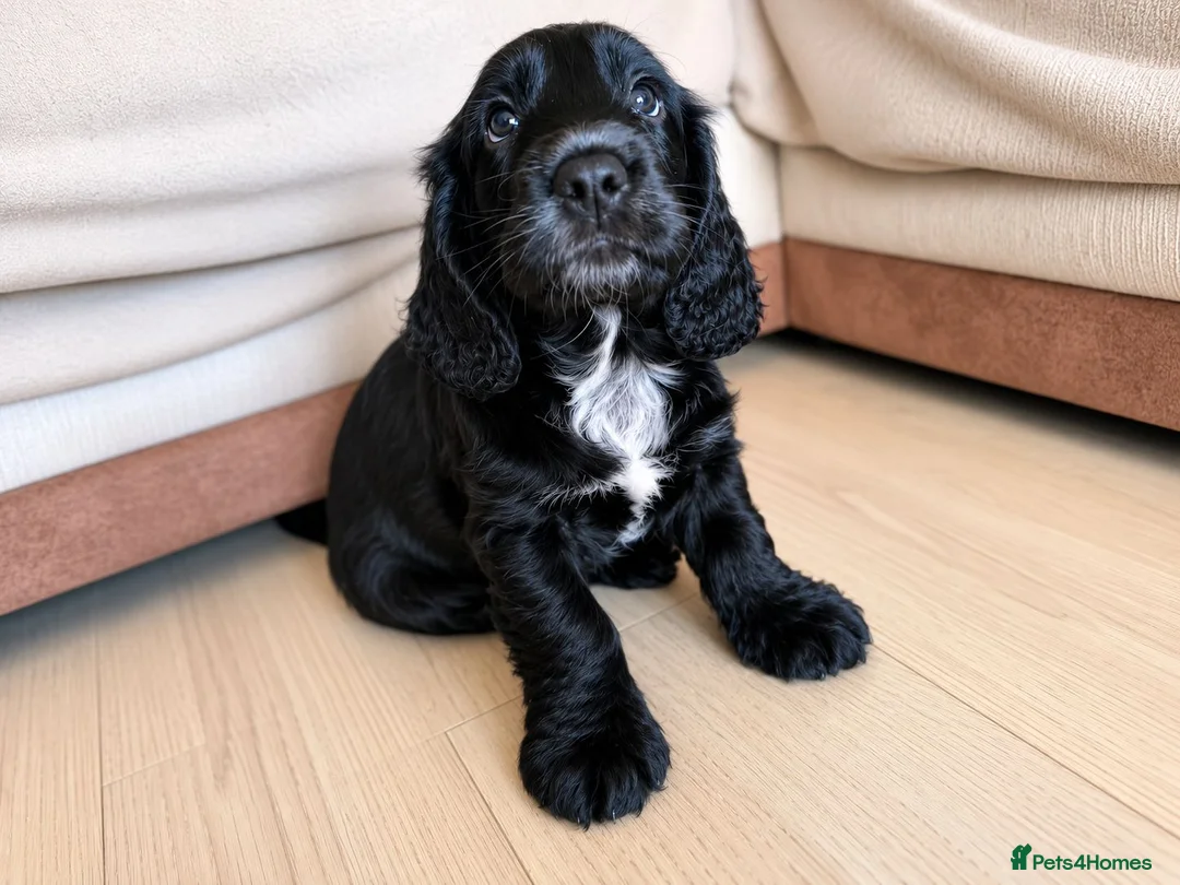 Cocker Spaniel dogs for sale: KC Registered Cocker Spaniel – 2 Puppies Remaining - Advert 7