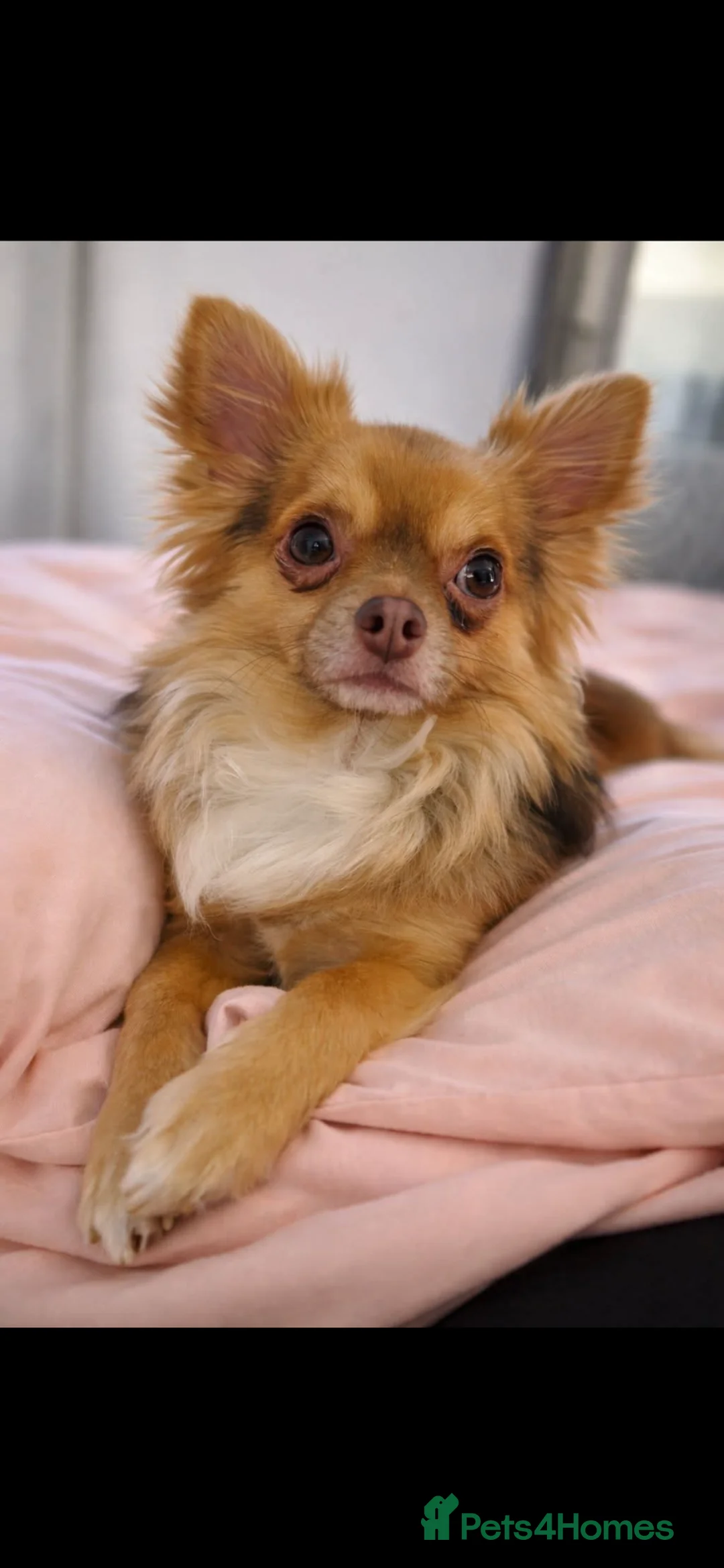 Chihuahua dogs for stud: 🐾 stunning long hair Chihuahua for stud   🐾 - Advert 1