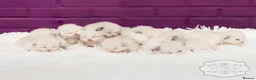 Ragdoll cats for sale: Ragdoll Kitten Boy | CHAMPION PARENTS TICA - Advert 6