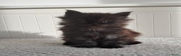 Maine Coon cats for sale: Maine Coon kittens from champion line - Advert 2