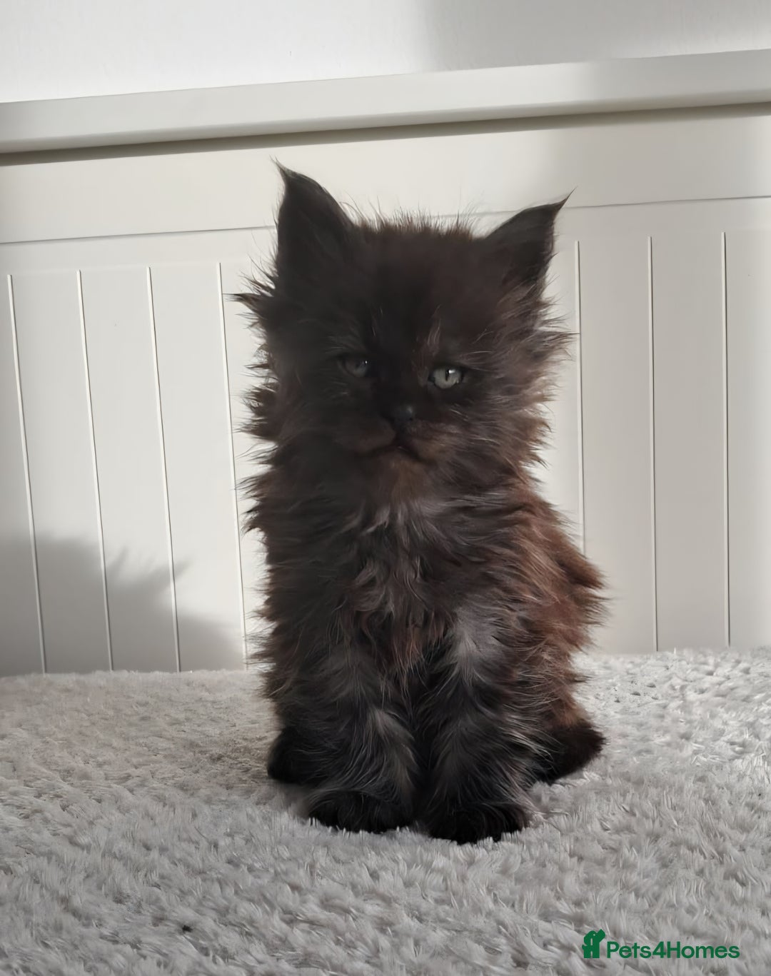 Maine Coon cats for sale: Maine Coon kittens from champion line - Advert 2