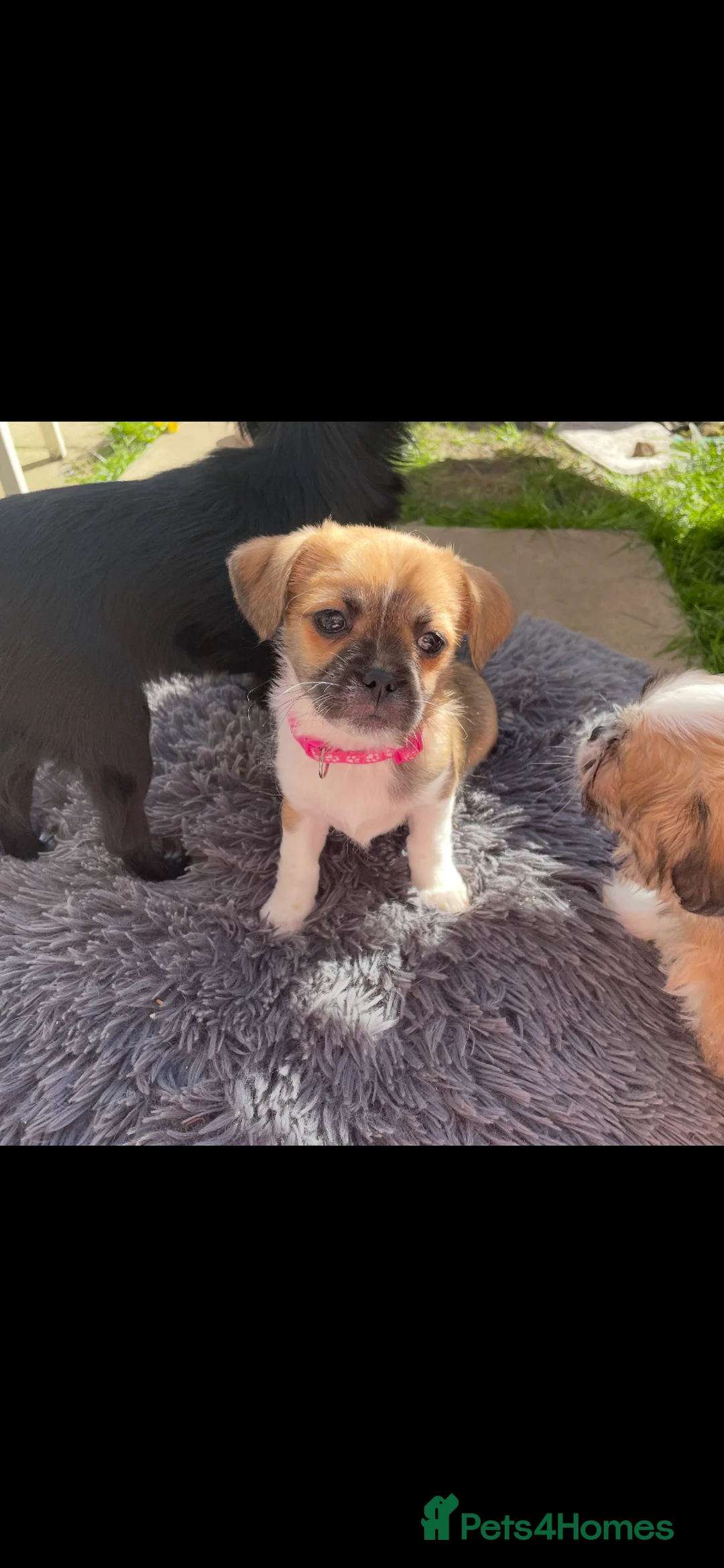 Mixed Breed dogs for sale: Girl puppy  - Advert 2