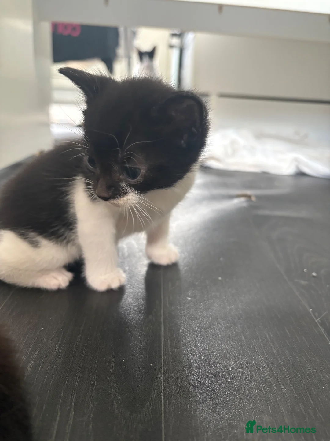 Mixed Breed cats for sale: Mixed breed kittens - Advert 2