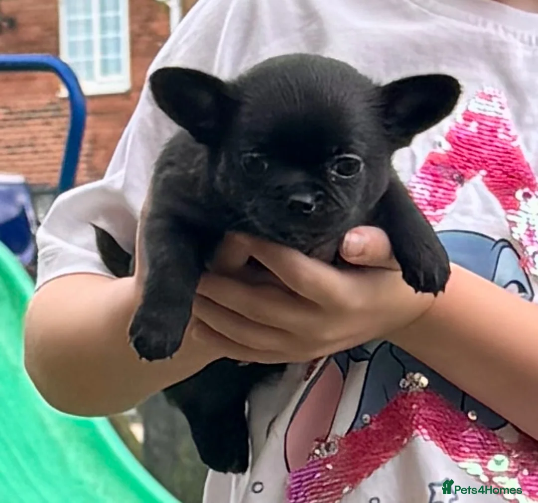 Chihuahua dogs for sale: Kc registered smooth coat chihuahua puppies - Advert 2