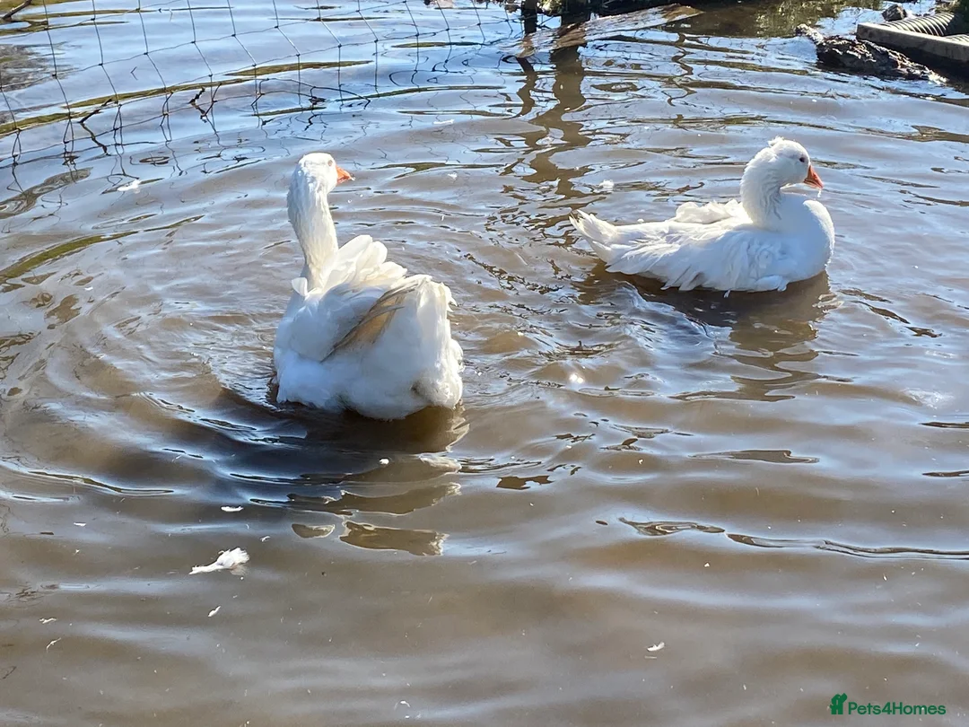 Waterfowl poultry for sale: Sebastopol Goose Eggs For Sale in Sheffield - Advert 8