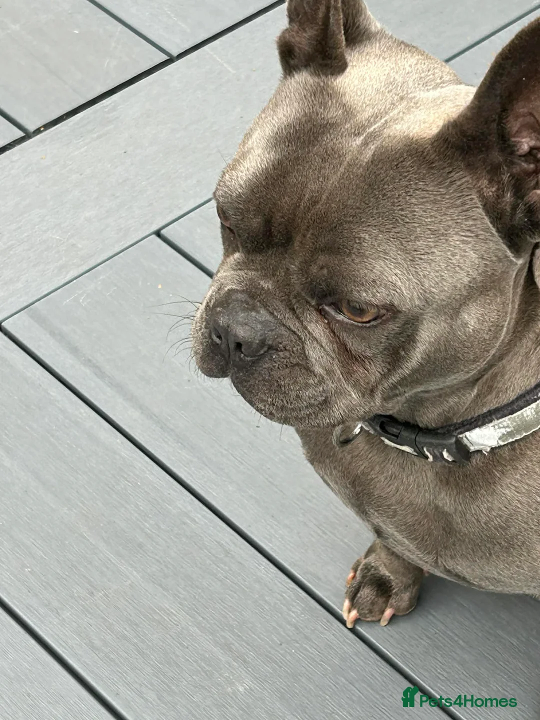 French Bulldog dogs for sale: 6 year old Frenchie blue male  in Barnsley - Advert 2