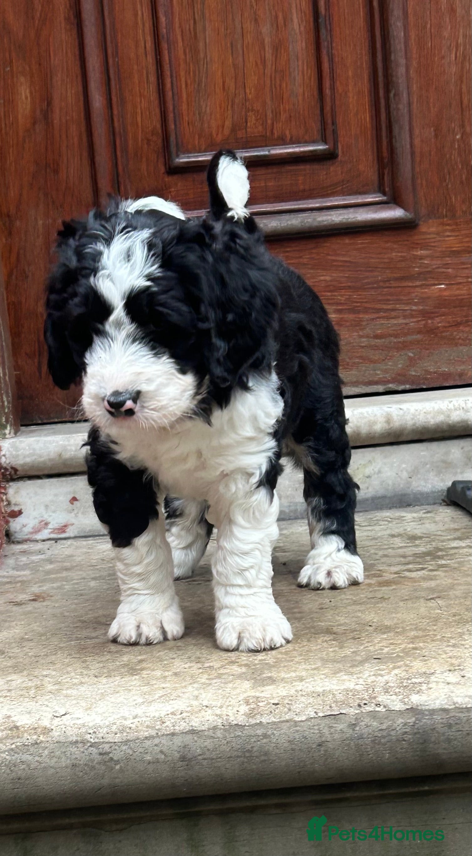 Bernedoodle dogs Beautiful Bernedoodles - Advert 1