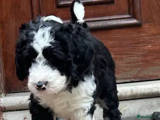 Bernedoodle dogs Beautiful Bernedoodles - Advert 2