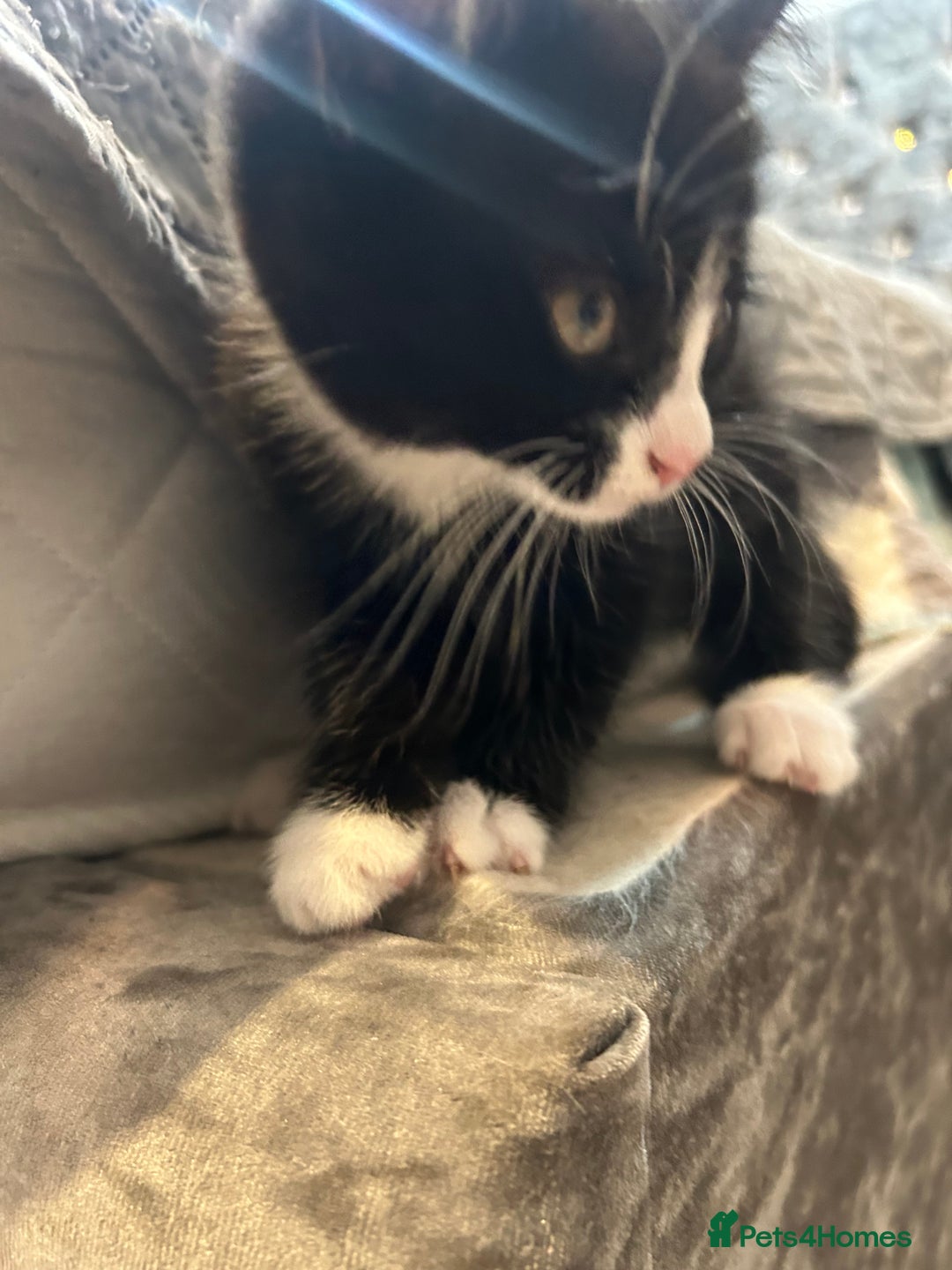 Mixed Breed cats for sale: Rare Bengal-Mix & Ginger Line Kittens  - Advert 17