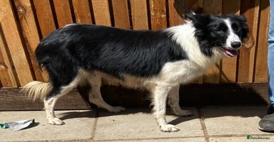 Border Collie dogs - Advert 3