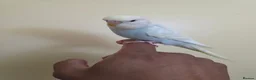 Budgerigars birds for sale: Hand tamed baby budgies for sale  - Advert 9