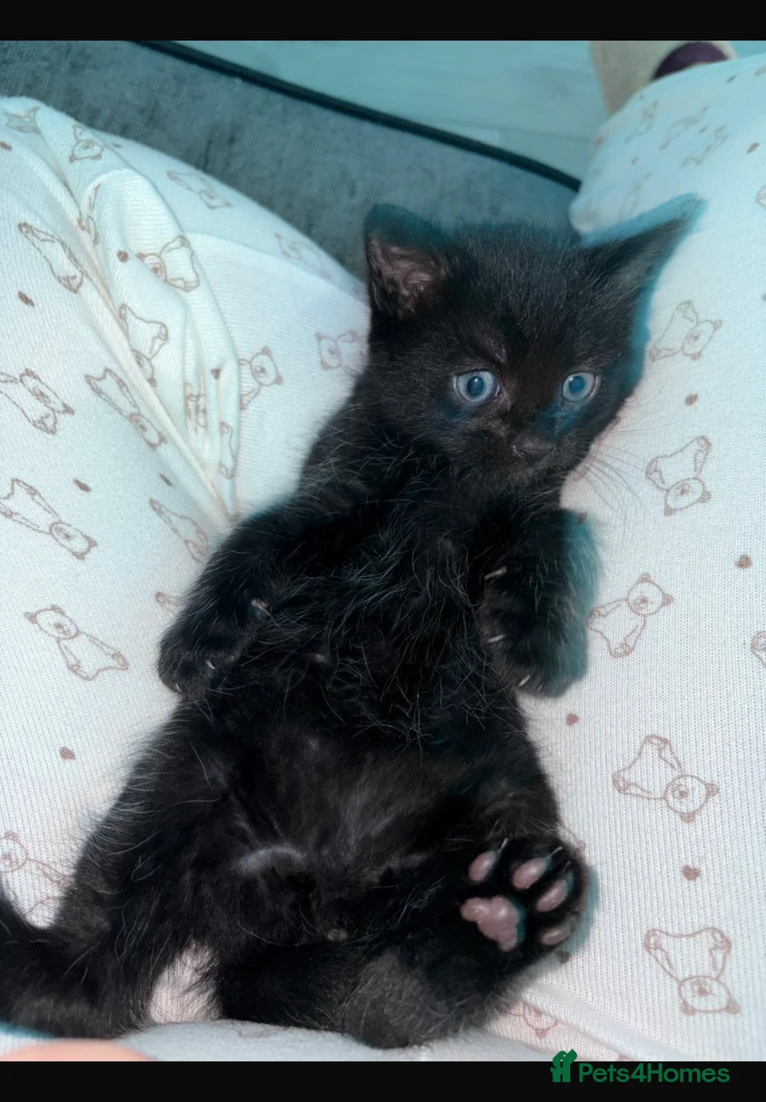 Mixed Breed cats for sale: Kittens for Sale - Advert 2