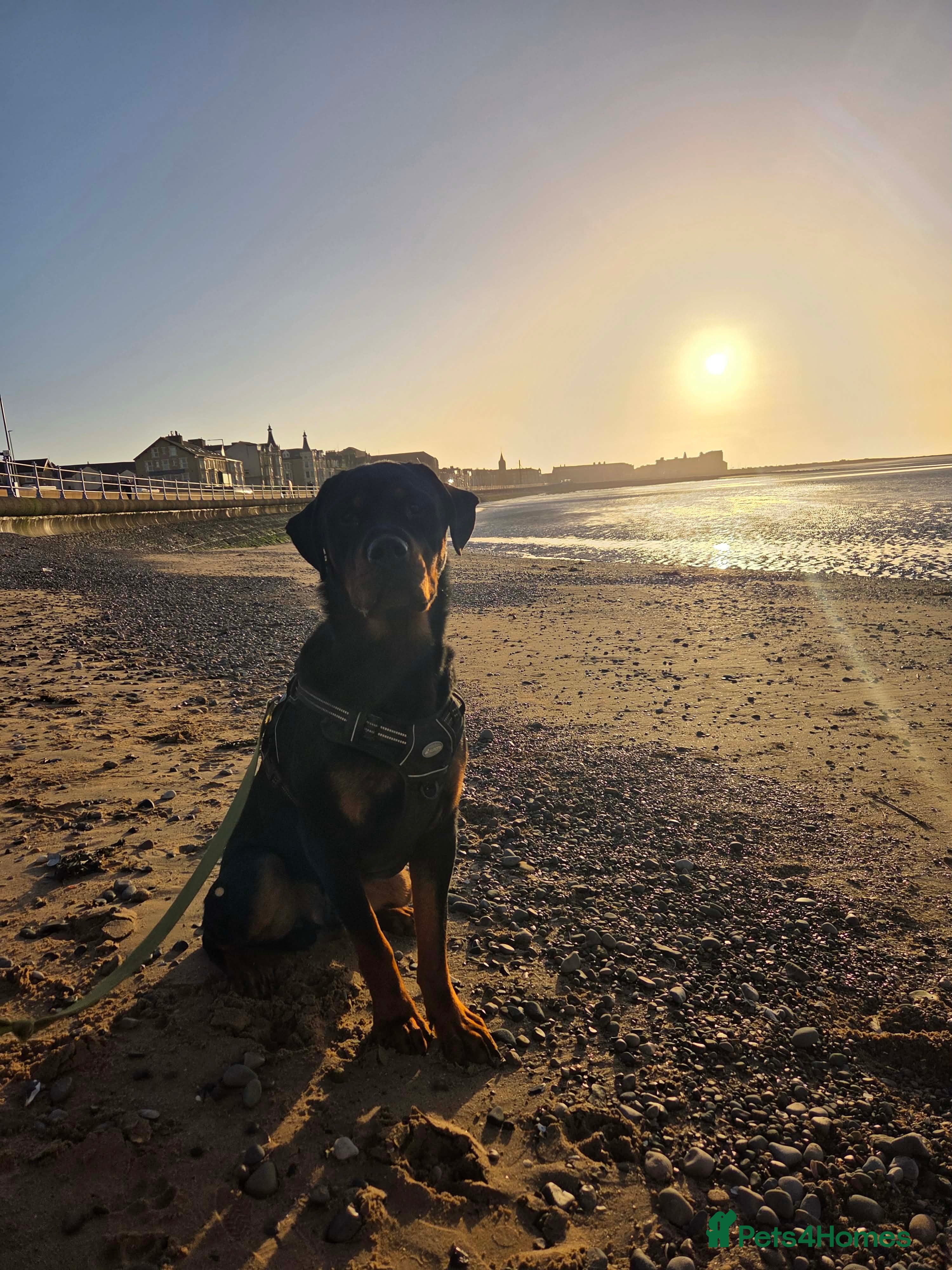 Rottweiler dogs Kakarot - Advert 1