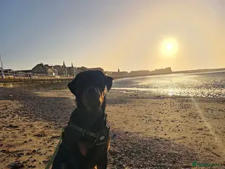 Rottweiler dogs Kakarot - Advert 1