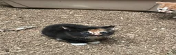 Mixed Breed cats for sale: Beautiful kittens, boys and girls  - Advert 7