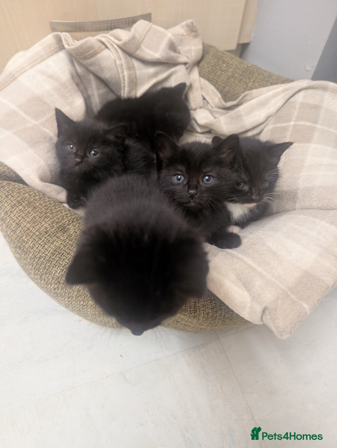 Mixed Breed cats for sale: *  8 week old not 12 weeks*Beautiful black litter - Advert 5
