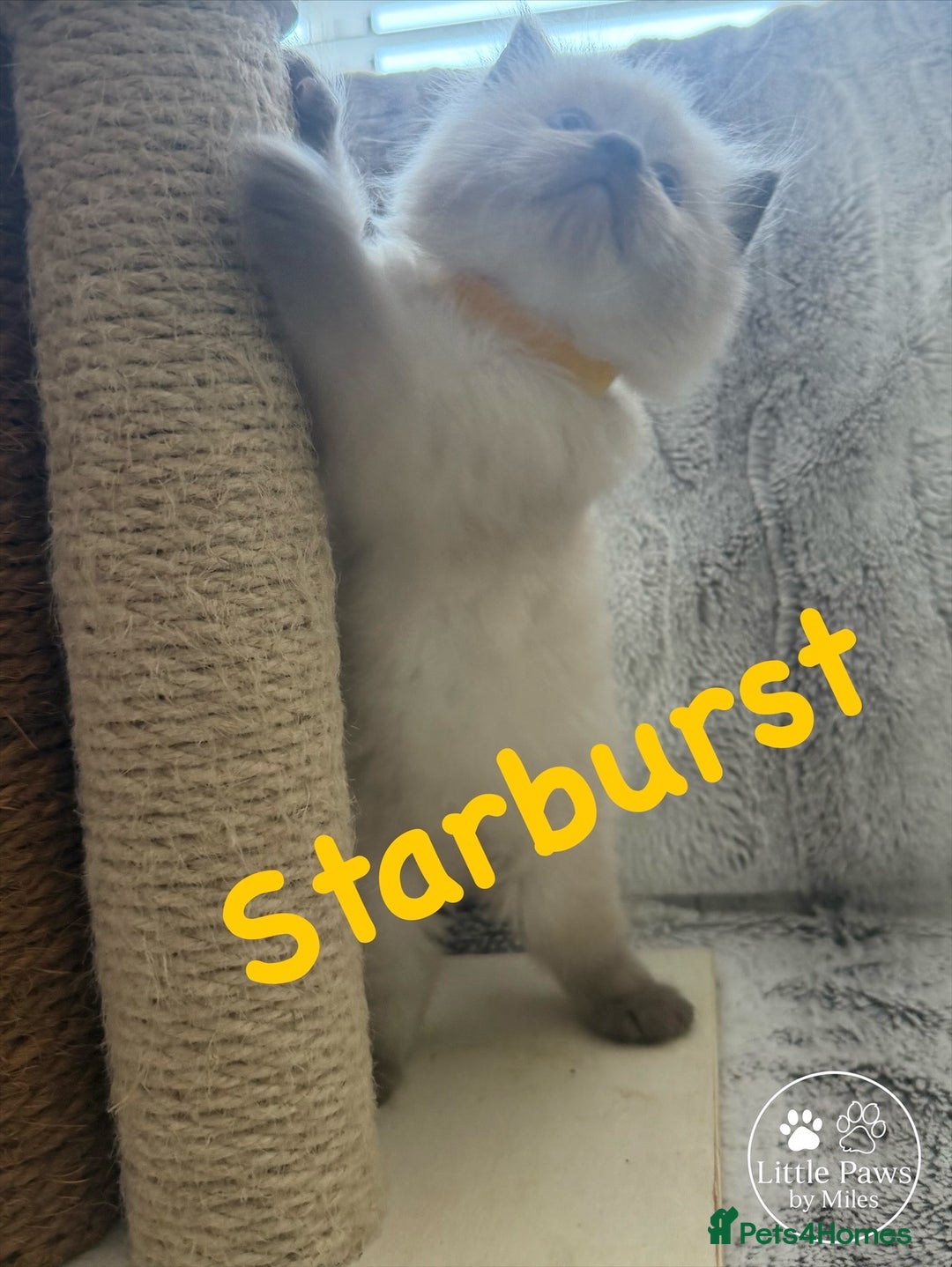 Ragdoll cats for sale: GCCF Exceptional Pedigree Ragdolls 🌸 - Advert 19