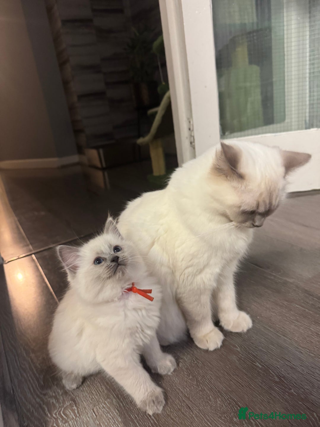 Ragdoll cats for sale: Ragdoll kitten - Advert 12