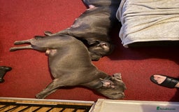 Staffordshire Bull Terrier dogs for sale: Lovely kc reg Staffordshire bull terrier puppies  - Image 9