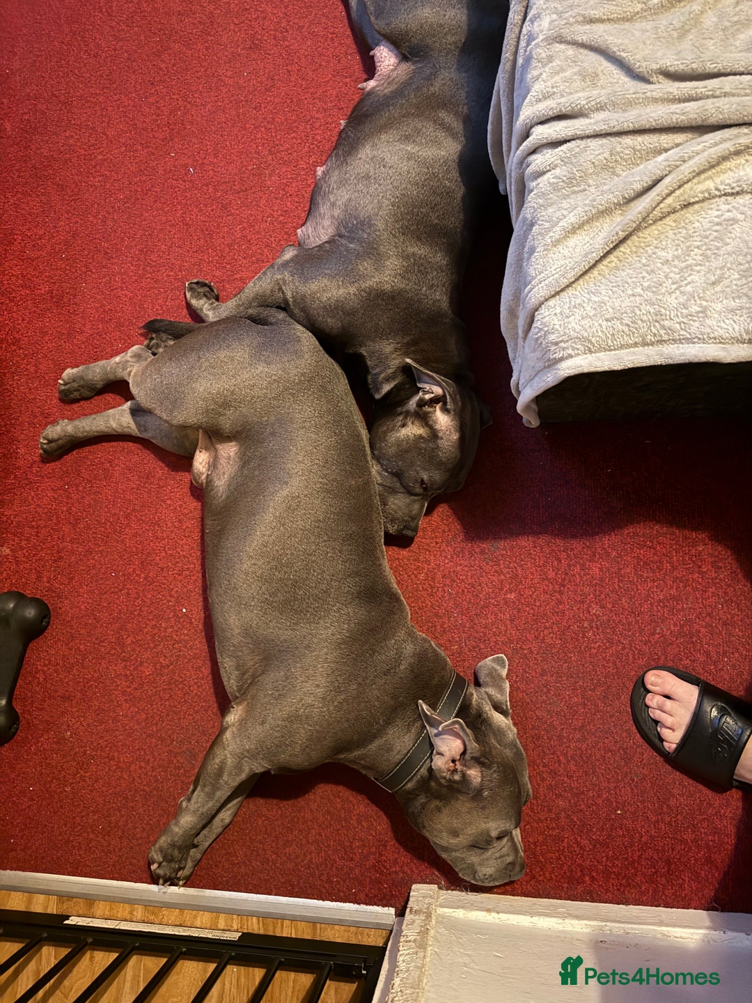 Staffordshire Bull Terrier dogs for sale: Lovely kc reg Staffordshire bull terrier puppies  - Image 9