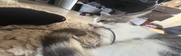 Mixed Breed cats for sale: 2 kitten male brothers  - Advert 11