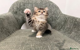 British Longhair cats for sale: 3/4 British longhair kittens - Image 7