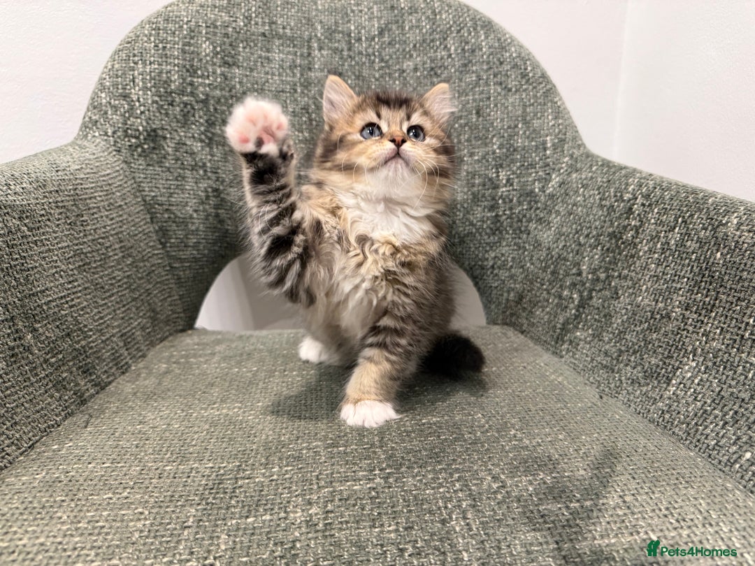 British Longhair cats for sale: 3/4 British longhair kittens - Image 7