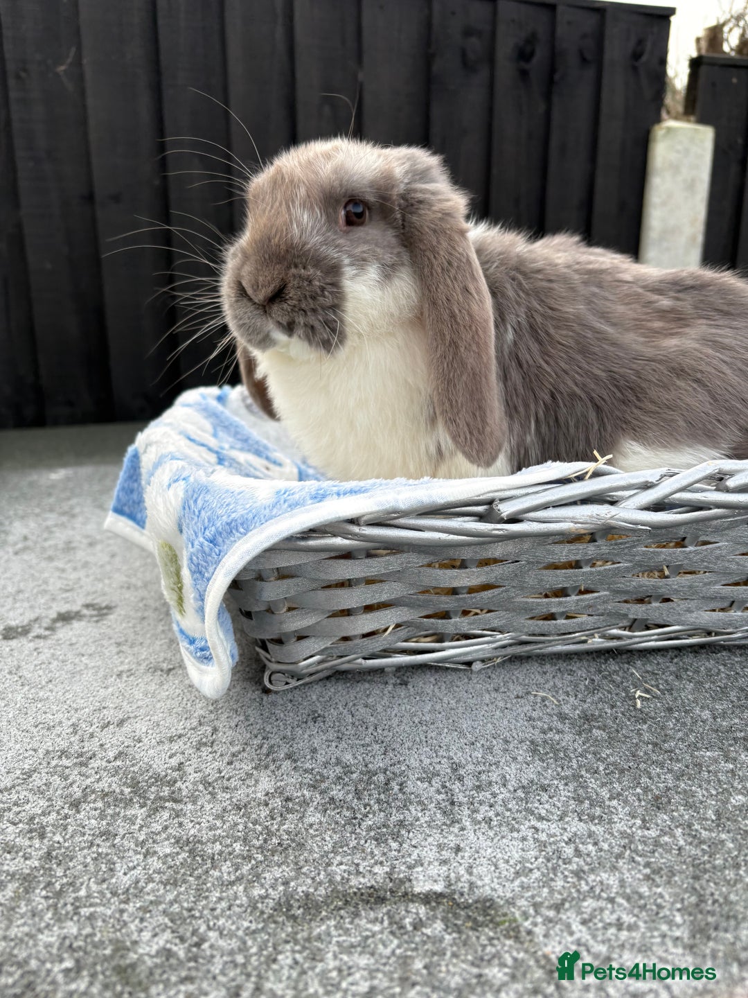 French Lop rabbits for sale: Blue butterfly French lop - Advert 5
