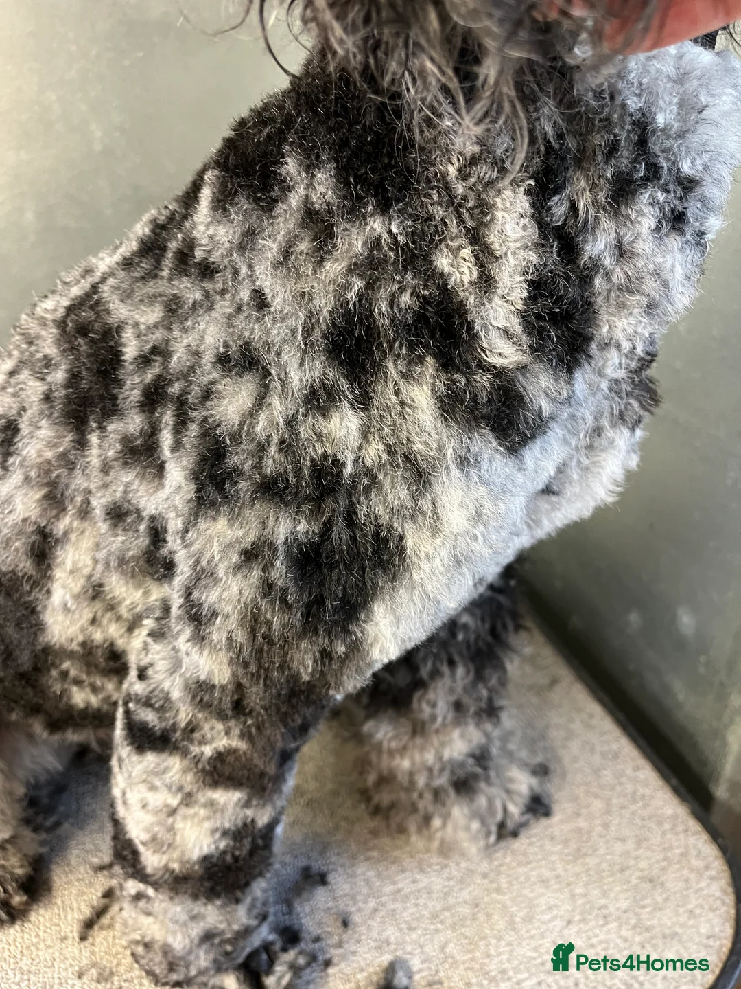 Cocker Spaniel dogs for stud: Superb Chocolate Carrier Merle Poodle Stud in Newcastle - Advert 14