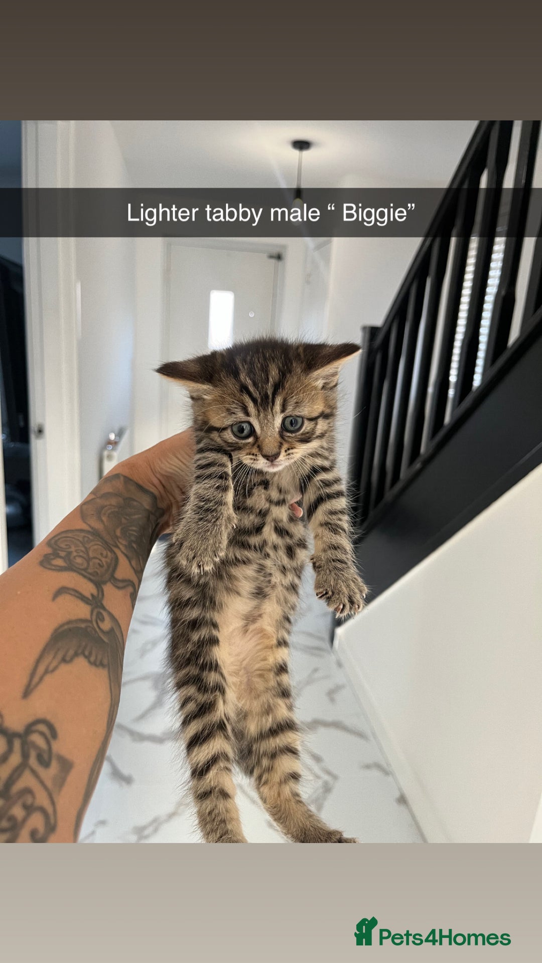 Mixed Breed cats for sale: Beautiful kittens  - Advert 3