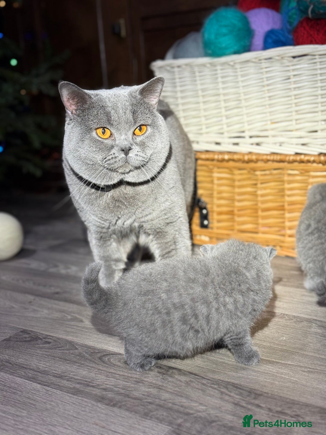 British Shorthair cats for sale: Beautiful British Shorthair Blue Kittens Available - Advert 4