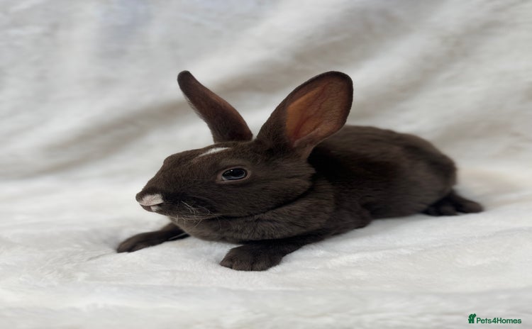 Rex rabbits - Advert 2