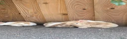 Mini Lion Lop rabbits for sale: Lion lops for sale VERY FRIENDLY  - Advert 2