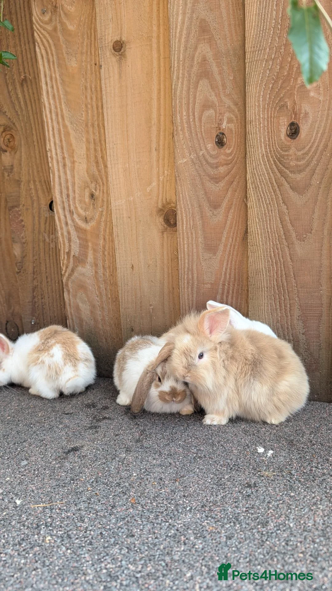 Mini Lion Lop rabbits for sale: Lion lops for sale VERY FRIENDLY  - Advert 2