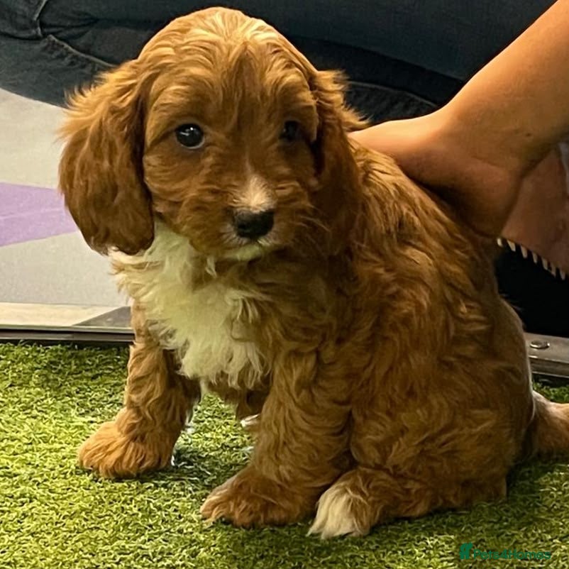 Cavapoo dogs Adorable Cavapoo Puppies Looking for Forever Homes - Advert 6