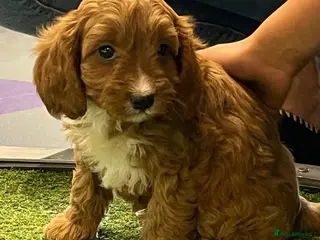 Cavapoo dogs Adorable Cavapoo Puppies Looking for Forever Homes - Advert 6