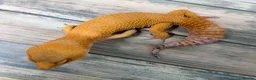 Leopard Gecko reptiles for sale: Last few proven breeders and some juniviles cb26 - Advert 6