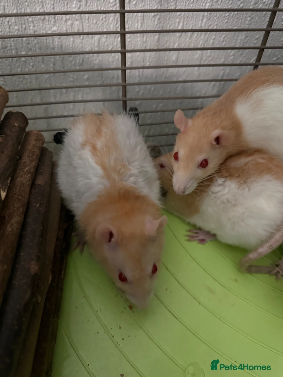 Rat rodents for sale: 4 Friendly Female Rats in Ormskirk - Advert 4