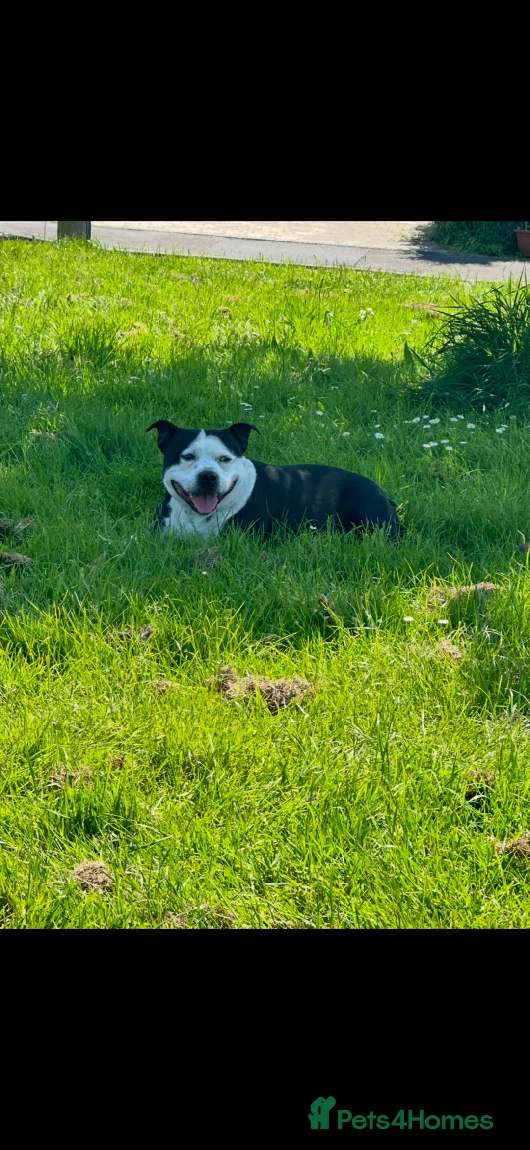 Staffordshire Bull Terrier dogs for stud: Staffordshire bull terrier  in Freshwater - Advert 2