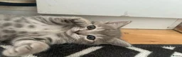 Bengal cats for sale: Beautiful bengal x British short hair kittens  - Advert 4