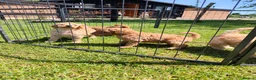 Standard Poodle dogs for sale: Kc Red Standard Poodle Puppies - Advert 15