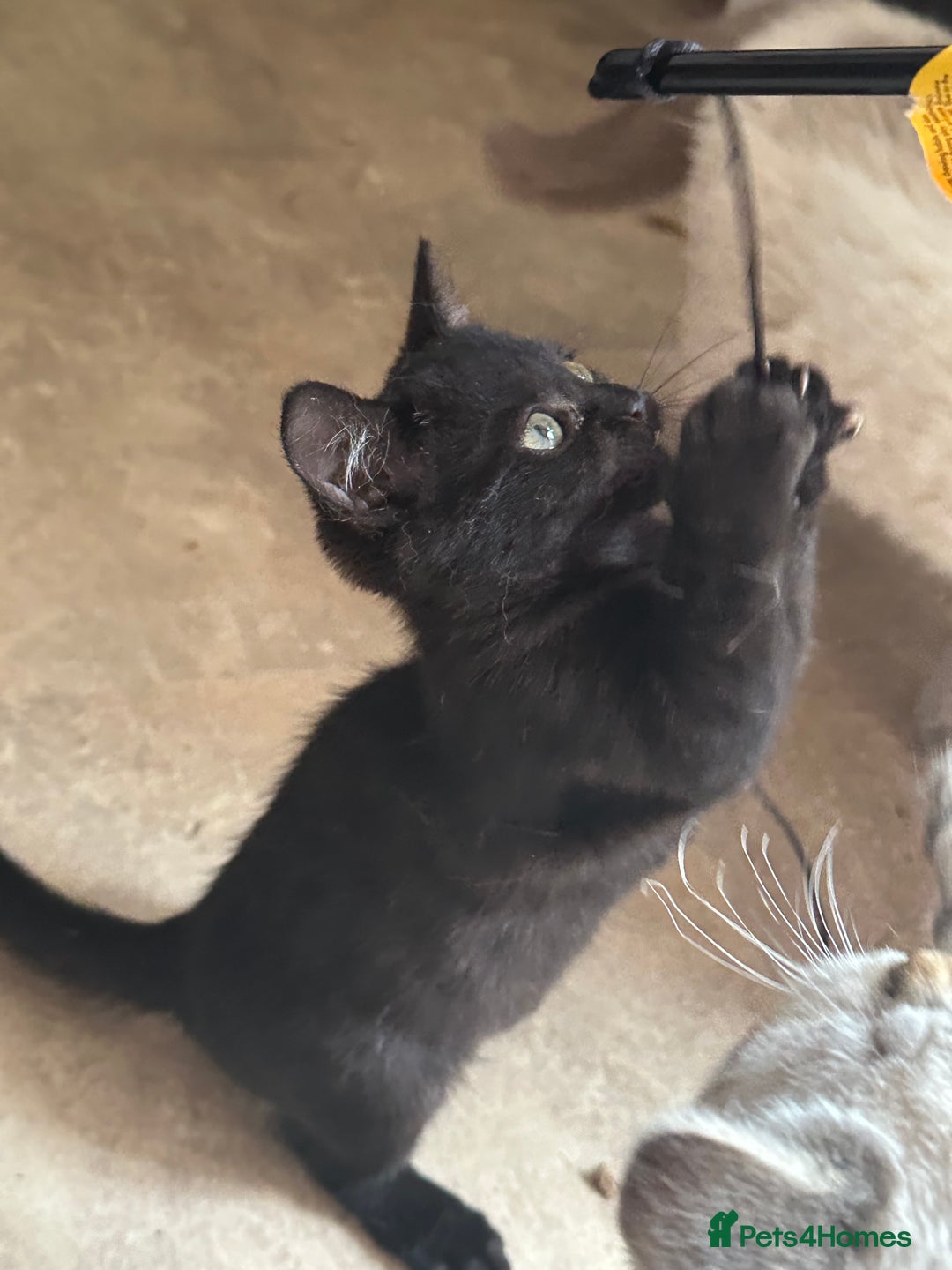 Mixed Breed cats for sale: British shorthair/Savannah cross kittens  - Advert 7