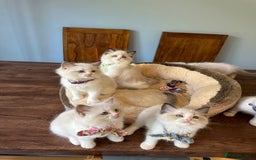 Ragdoll cats for sale: TICA Registered Ragdoll Kittens - Image 37