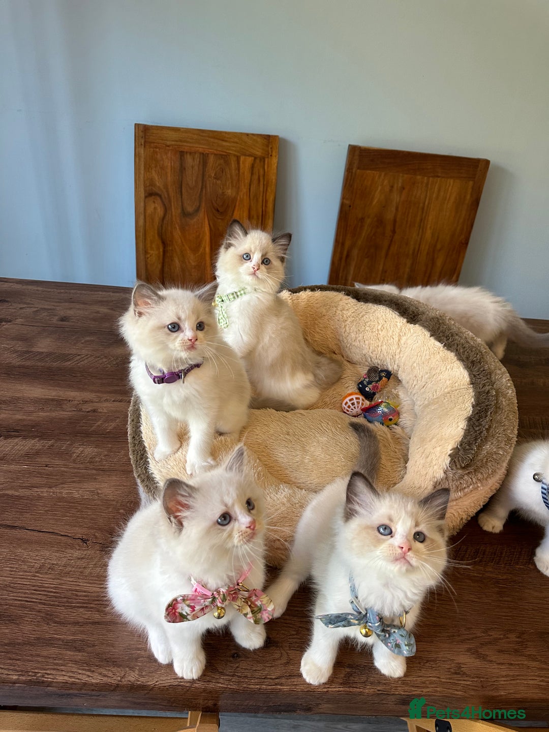 Ragdoll cats for sale: TICA Registered Ragdoll Kittens - Image 37