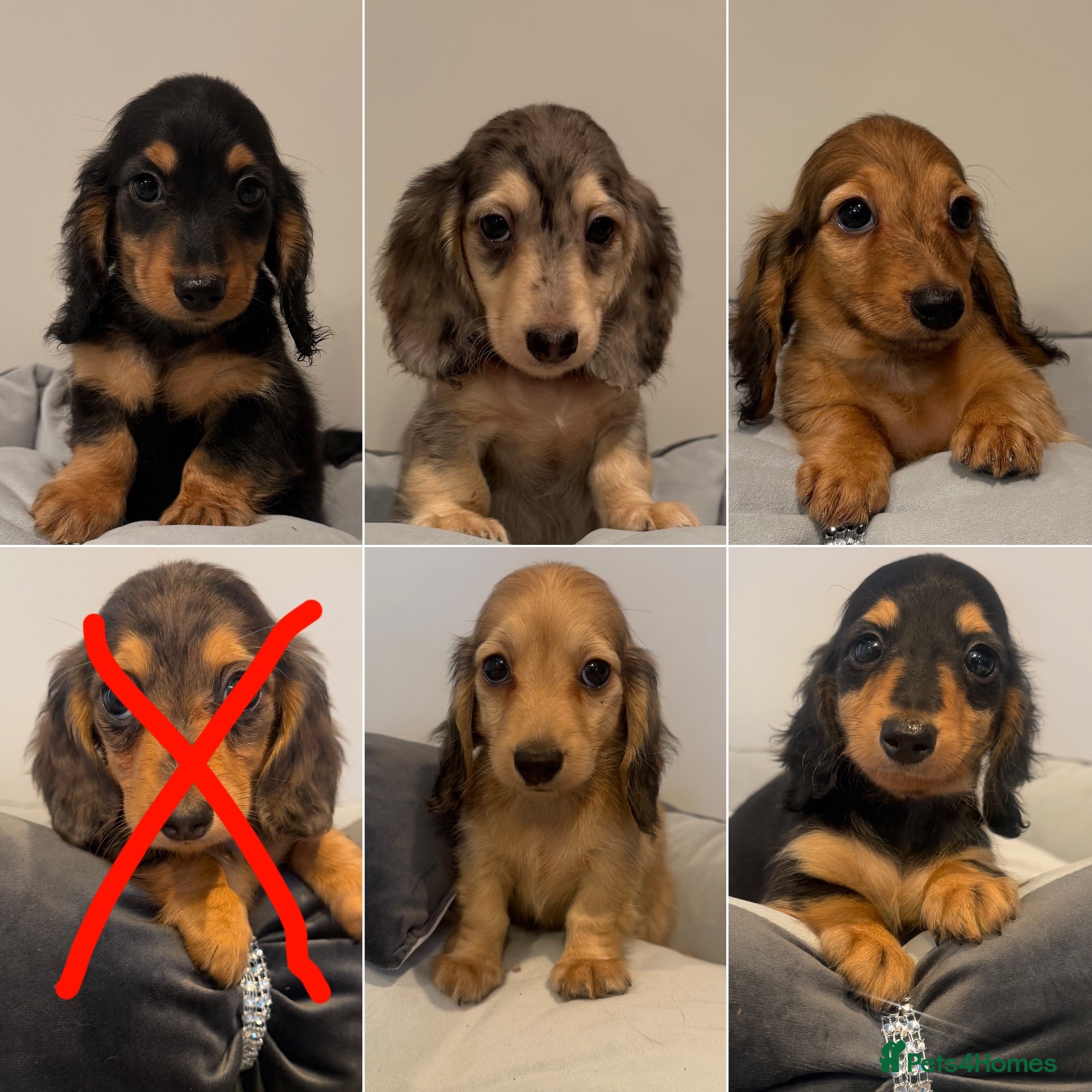 Miniature Dachshund dogs READY NOW Kc reg boys & girls - Advert 14