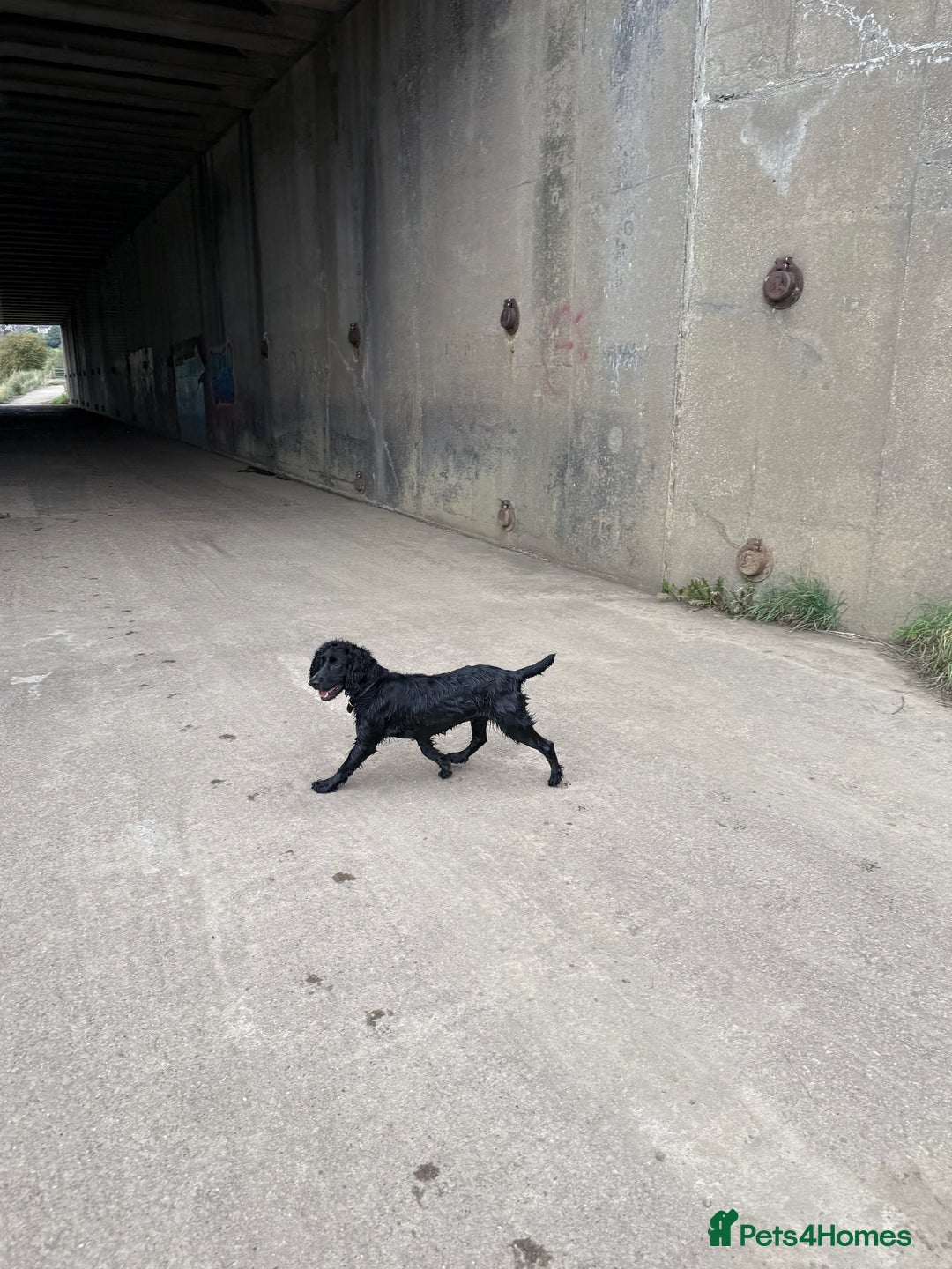 Cocker Spaniel dogs for sale: 3 year old Female Cocker Spaniel  - Image 4