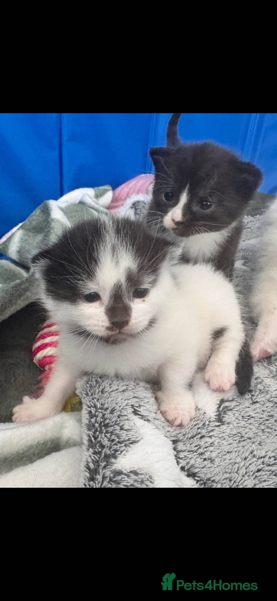 Siamese cats Siamese stunners  - Advert 2